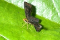 HESPERIIDAE_A, (Pyrginae)